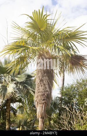 Coccothrinax crinita - palma dell'uomo vecchio. Foto Stock