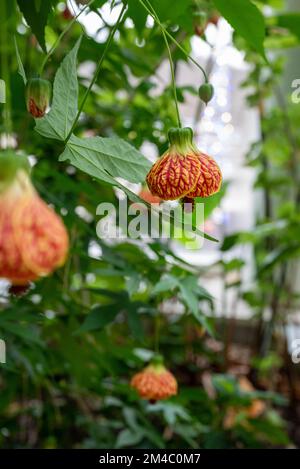 Fiori in serra al Phipps Conservatory di Pittsburgh Foto Stock