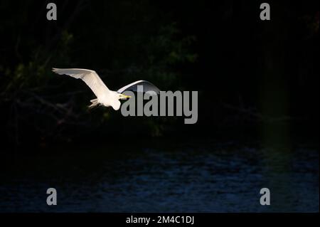 Grande egretta (Ardea alba) in volo su acqua scura, Venezia Area Audubon Rookery, Florida, USA Foto Stock