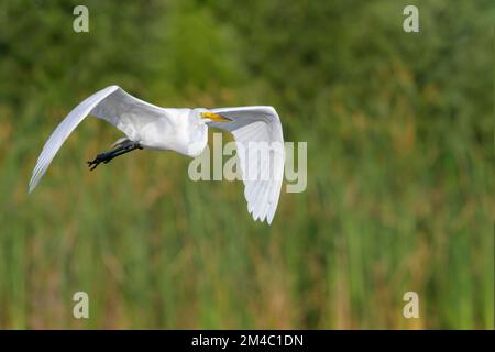 Great egret (Ardea alba) in volo, Venice Area Audubon Rookery, Florida, USA Foto Stock