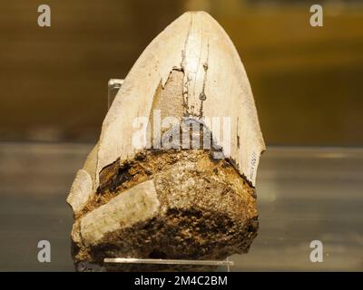 45 milione di anni Megalodon Shark dente primo piano Foto Stock