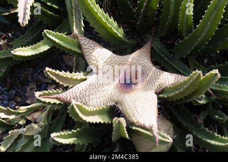 Stapelia gigantea - Zulu Giant - pianta fiorita. Foto Stock