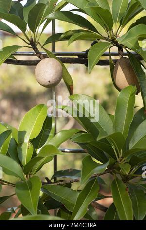 Manilkara zapota - 'boschi di Silas' frutta che cresce su recinto. Foto Stock