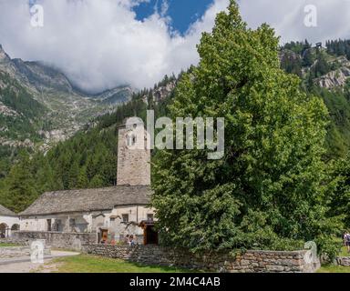 tiglio vecchio albero, macugnaga, italia Foto Stock