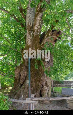 tiglio vecchio albero, macugnaga, italia Foto Stock