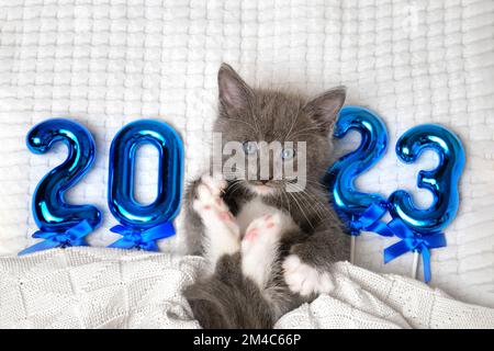 Felice anno nuovo con Cat. Cute Gray Scottish Kitten seduta su una morbida coperta a maglia. Cartolina 2023. Buona celebrazione. Animale, animale domestico. Divertente Kitty tra Foto Stock