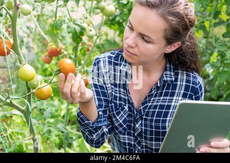 Giovane donna adulta che esamina la qualità dei pomodori in serra vegetale utilizzando la sua tavoletta digitale. Foto Stock