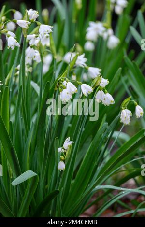 Leucojum aestivum, fiocco di neve estivo, giglio di Loddon, fiori bianchi a punta verde su un gambo senza foglie Foto Stock