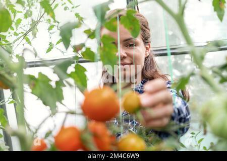 Donna in serra che raccoglie pomodori dal ramo. Foto Stock