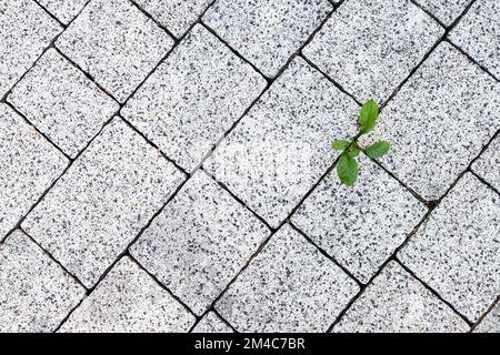 Piccolo germoglio verde cresce attraverso la strada acciottolata, vista dall'alto Foto Stock