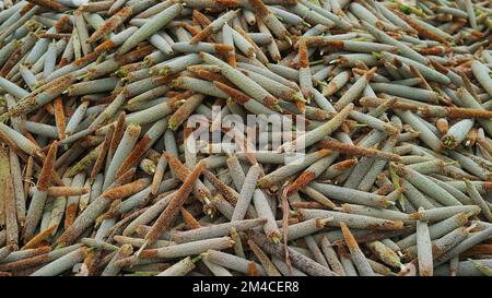 Miglio perla (Bajra). Molte spighe di miglio organiche raccolgono nel campo. Mucchio di miglio maturo raccolto sul terreno agricolo. Raccolto indiano di raccolti di estate Foto Stock