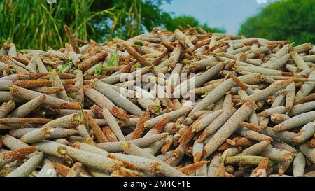 Miglio perla (Bajra). Molte spighe di miglio organiche raccolgono nel campo. Mucchio di miglio maturo raccolto sul terreno agricolo. Raccolto indiano di raccolti di estate Foto Stock