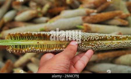 Miglio perla (Bajra). Molte spighe di miglio organiche raccolgono nel campo. Mucchio di miglio maturo raccolto sul terreno agricolo. Raccolto indiano di raccolti di estate Foto Stock