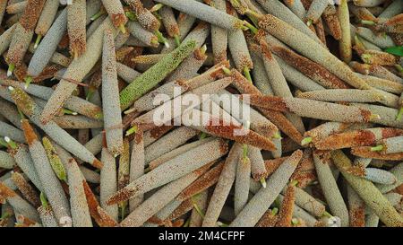 Miglio perla (Bajra). Molte spighe di miglio organiche raccolgono nel campo. Mucchio di miglio maturo raccolto sul terreno agricolo. Raccolto indiano di raccolti di estate Foto Stock