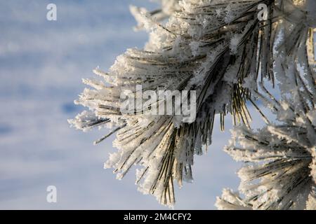 Ramo di pino coperto di neve. Sfondo naturale di Natale. Neve soffice sui rami di pino. Pino con lunghi aghi belli. Rami di pino ricoperti di gelo Foto Stock