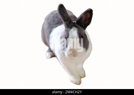 Adorabile bianco soffice e grigio nano coniglio domestico che corre isolato su sfondo bianco. Simpatico animale domestico. Coniglietto di Pasqua Foto Stock