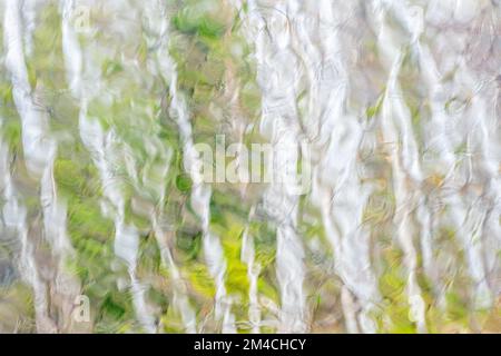 Boschi primaverili come visto attraverso un parabrezza bagnato dalla pioggia, Greater Sudbury, Ontario, Canada Foto Stock