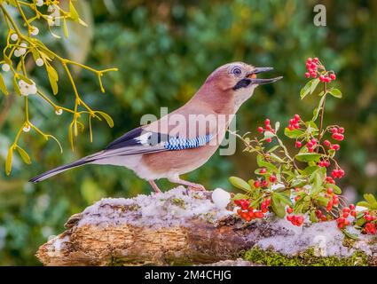 Goloso Jay che consuma arachidi Foto Stock