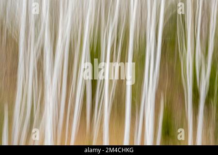 Tronchi di betulla in un bosco, Greater Sudbury, Ontario, Canada Foto Stock