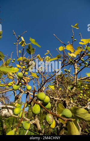 Fichi gloriosi, Ficus carica, sull'albero contro un bel cielo blu Foto Stock