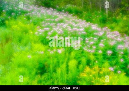 Joe-pye Weed Colony, Greater Sudbury, Ontario, Canada Foto Stock