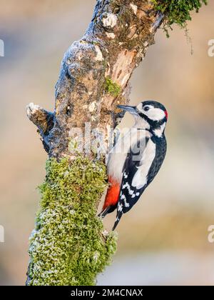 Beccettatrice a macchia d'inverno nel Galles centrale Foto Stock