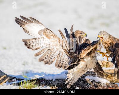 Aberystwyth, Ceredigion, Galles, Regno Unito. 14th dicembre 2022. Inverno a metà Galles con la neve che copre il terreno. Pochi scarti per la poiana (Buteo buteo) Foto Stock