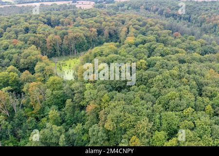 Behlendorfer See, Behlendorfer Wald, Behlendorfer Waldmoor, Feuchtgebiet im Wald, Behlendorf, Herzogtum-Lauenburg, Schleswig-Holstein, Germania Foto Stock