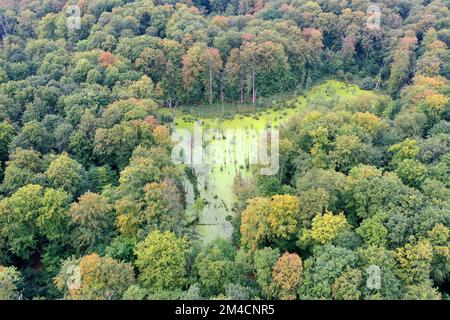 Behlendorfer See, Behlendorfer Wald, Behlendorfer Waldmoor, Feuchtgebiet im Wald, Behlendorf, Herzogtum-Lauenburg, Schleswig-Holstein, Germania Foto Stock