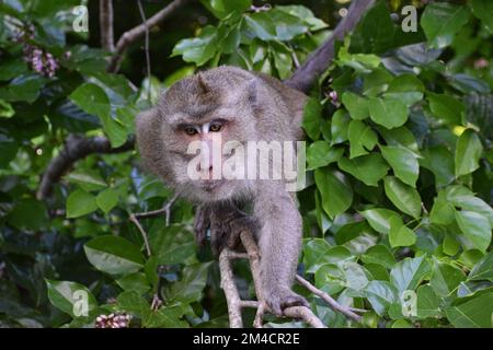 Un primo piano di scimmia macaco appollaiata sull'albero Foto Stock