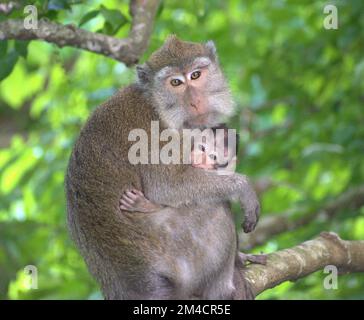 Un primo piano di scimmia macaco che abbraccia il bambino e che sorseggia sull'albero Foto Stock