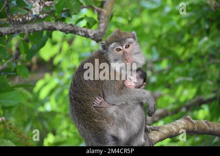 Un primo piano di scimmia macaco che abbraccia il bambino e che sorseggia sull'albero Foto Stock