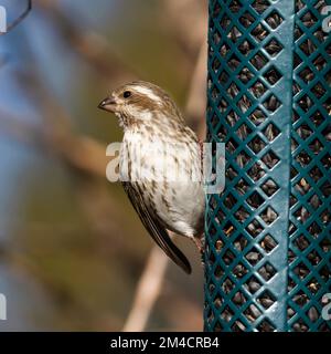 Un primo piano di una femmina porpora appollaiata su un birdfeeder su uno sfondo sfocato Foto Stock