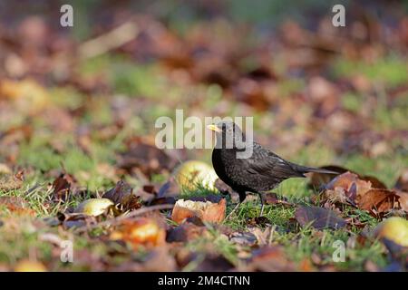 Maschio Blackbird comune mangiare mele nella foresta di Dean Gloucestershire UK Foto Stock