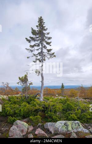 Vecchio Tjikko, 9.550 anni di abete di Norvegia sul monte Fulufjället, il più antico Picea abies vivente, Parco Nazionale Fulufjaellet, Dalarna, Svezia Foto Stock