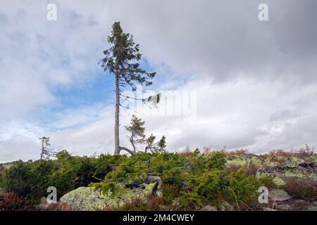 Vecchio Tjikko, 9.550 anni di abete di Norvegia sul monte Fulufjället, il più antico Picea abies vivente, Parco Nazionale Fulufjaellet, Dalarna, Svezia Foto Stock