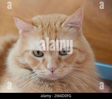 Gatto crema con segni neri sul naso si trova sul letto e guarda verso il basso Foto Stock