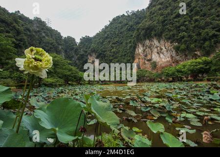 Splendidi fiori di loto con foglie verdi nel complesso di templi nella grotta di Kek Lok Tong, nelle colline carsiche calcaree intorno a Ipoh in Malesia. Foto Stock