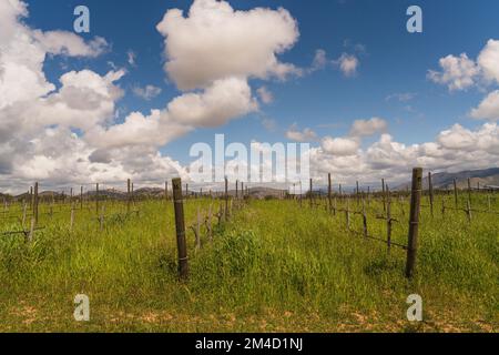 Regione vinicola in Messico Valle de Guadalupe Foto Stock