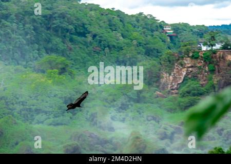 uccello condor che vola nel cielo sopra la giungla Foto Stock