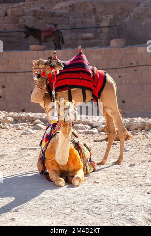 Ritratto di due cammelli in primo piano sotto rocce rosse a Petra, Giordania Foto Stock