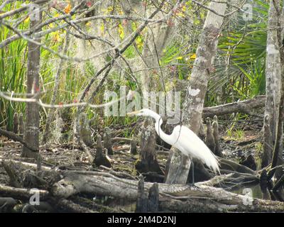 heron nelle paludi della louisiana Foto Stock