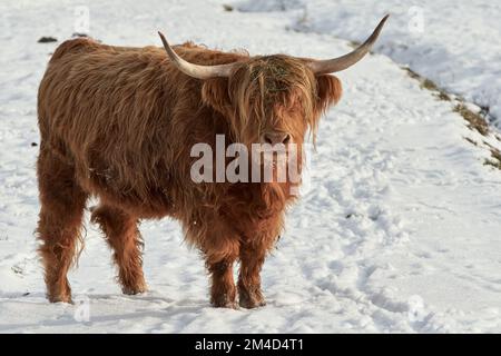 Bestiame delle Highland con corna lunghe in piedi in un campo coperto di neve durante una giornata di sole inverno Foto Stock