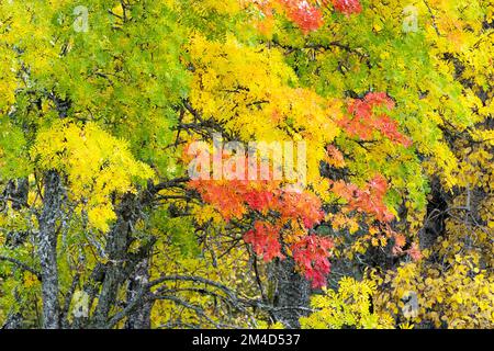 Diverse foglie di Rowan, vivaci e colorate, durante il fogliame autunnale vicino a Kuusamo, Finlandia settentrionale Foto Stock