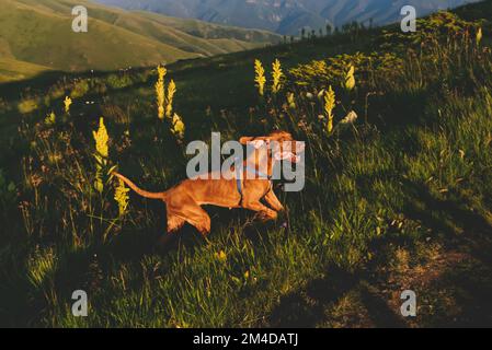 Vizsla Dog running Uphill con le orecchie flapping Foto Stock