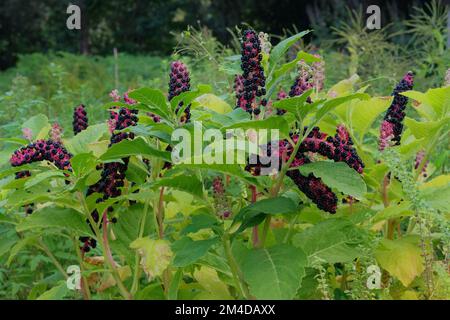 Phytolacca americana in giardino. Fiori decorativi fioriti in giardino. Sfondo fiorito naturale. Foto Stock