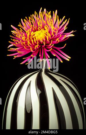 Vaso a strisce Spider Mum Foto Stock