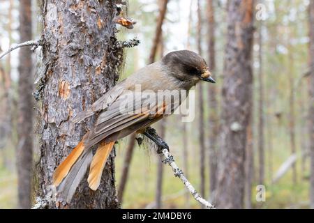 Sparo grandangolare di curiosa giura siberiana arroccata su un ramo in un'antica foresta di conifere nel Parco Nazionale di Oulanka, Finlandia settentrionale Foto Stock