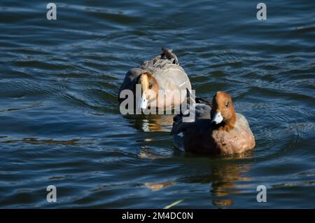 Maschi Eurasian wigeon Mareca penelope. Lago Yamanako. Yamanakako. Prefettura di Yamanashi. Parco Nazionale Fuji-Hakone-Izu. Honshu. Giappone. Foto Stock