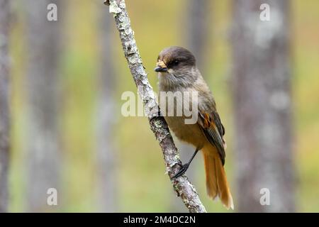 Primo piano di una curiosa giura siberiana arroccata su un ramo di un'antica foresta di conifere nel Parco Nazionale di Oulanka, Finlandia settentrionale Foto Stock